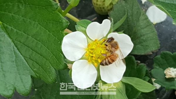 세종시 장군면에 소재한 송준오 기자가 직접 농사짓는 딸기밭에 날아든 꿀벌이 화수분을 채취하고 있다.
