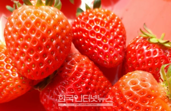 젊은 농부 송준오 기자가 직접 재배한 딸기를 수확했다.