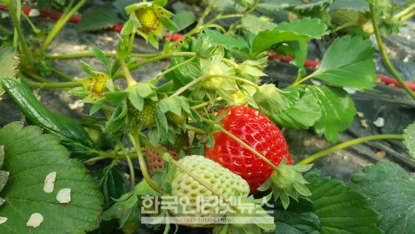 딸기 농법에 따라 딸기의 맛도 색향도 다르게 나온다.